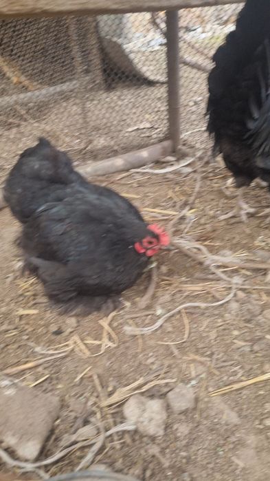 Кохинкин карлики