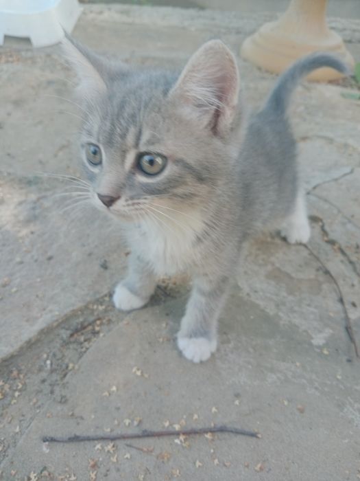 Котята мальчик и девочка