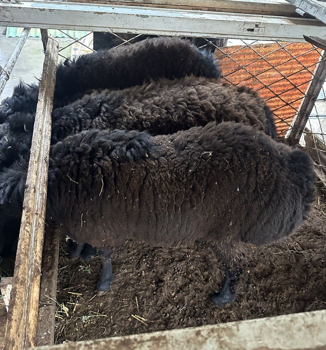 Qo‘zi qochqorlar sotiladi, faqat toza mahsulot bilan boqilgan.