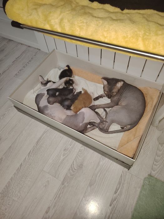 Подам сфинксов. 2 мальчика 2 девочки.