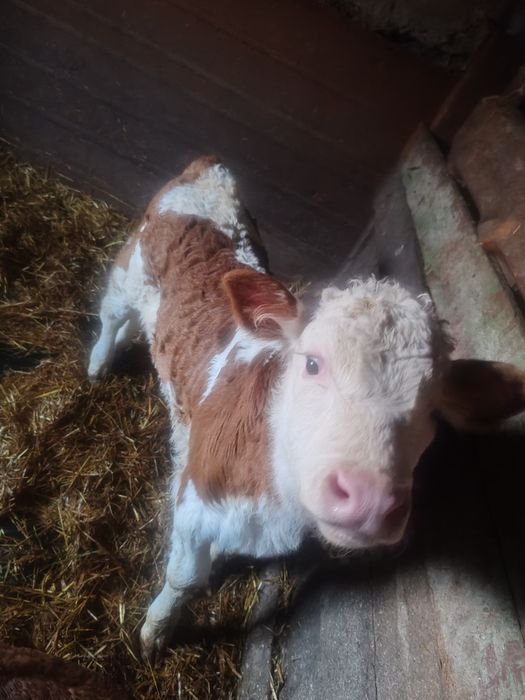 Продам двух бычков