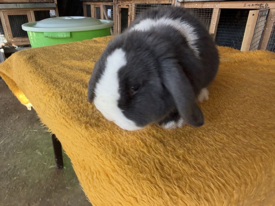 Минилоп сплинт куён quyon