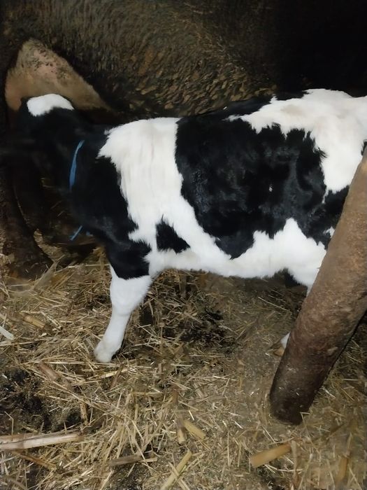 Vand vitica in varsta de o saptamana