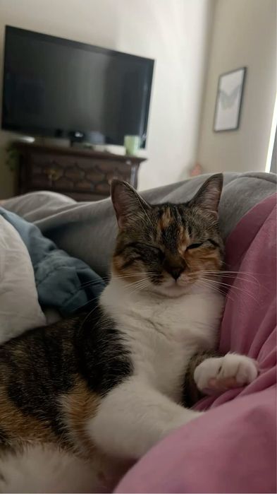 Передержка кошек и маленьких собак