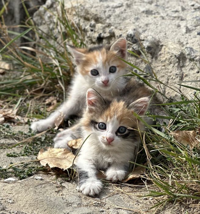 Отдам бесплатно котят в добрые руки