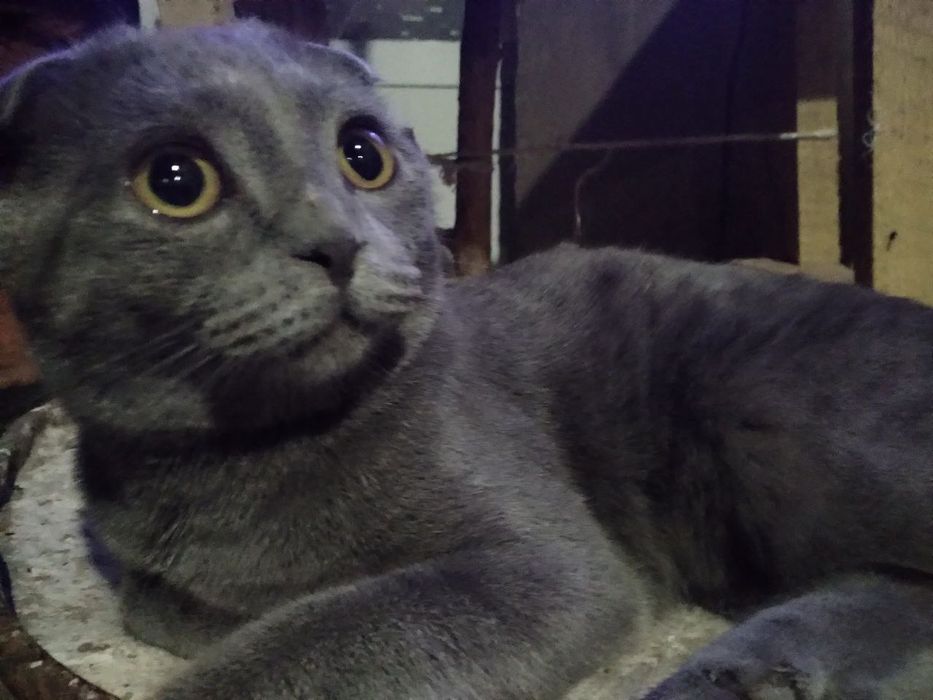 Scottish Fold muwugi arzon narxda