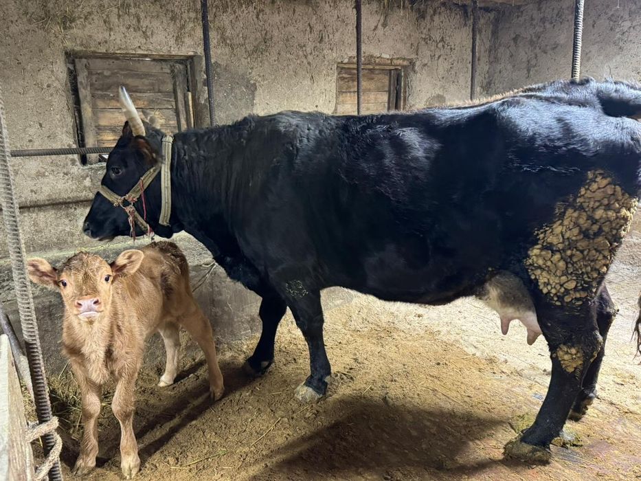 Карова из фермы продам