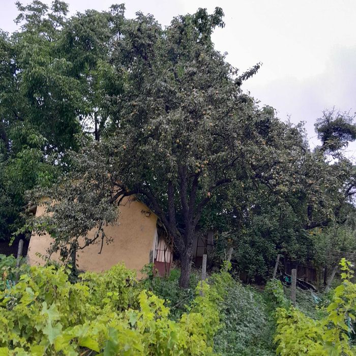 Casă bătrânească de vânzare + 6700 mp Cozia, jud. Iași