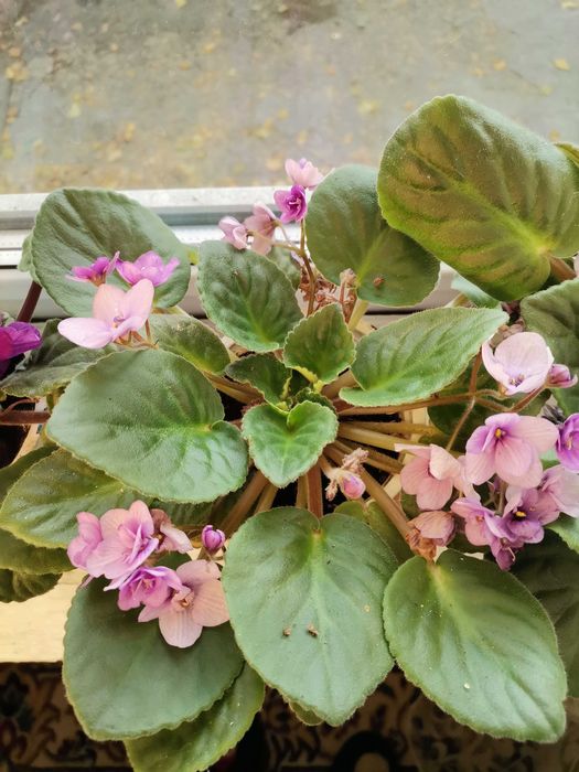 Продам цветущие фиалки и  
 герань.