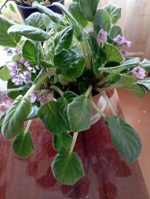 Продам комнатные цветы