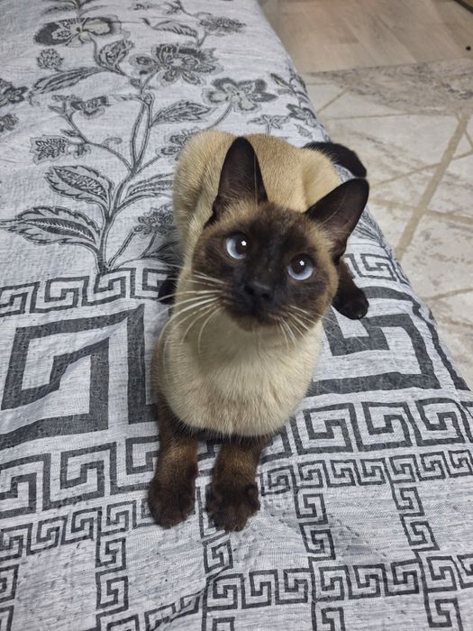 Сиамский кот кастрированный