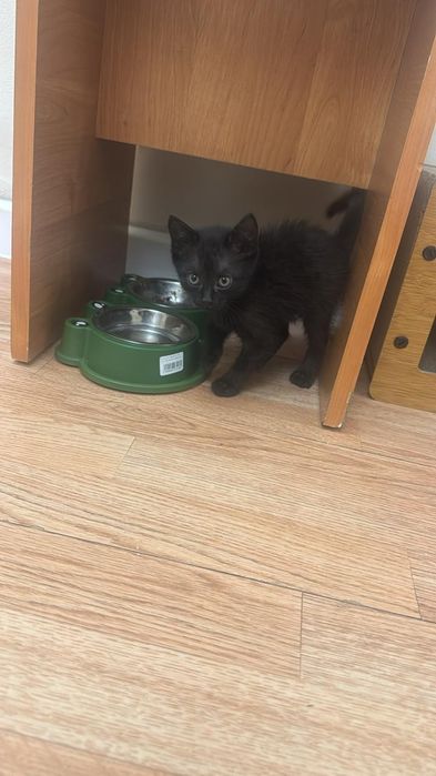 Жақсы бағатын семьялар болса