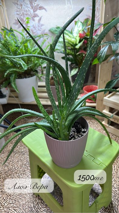 Комнатные растения