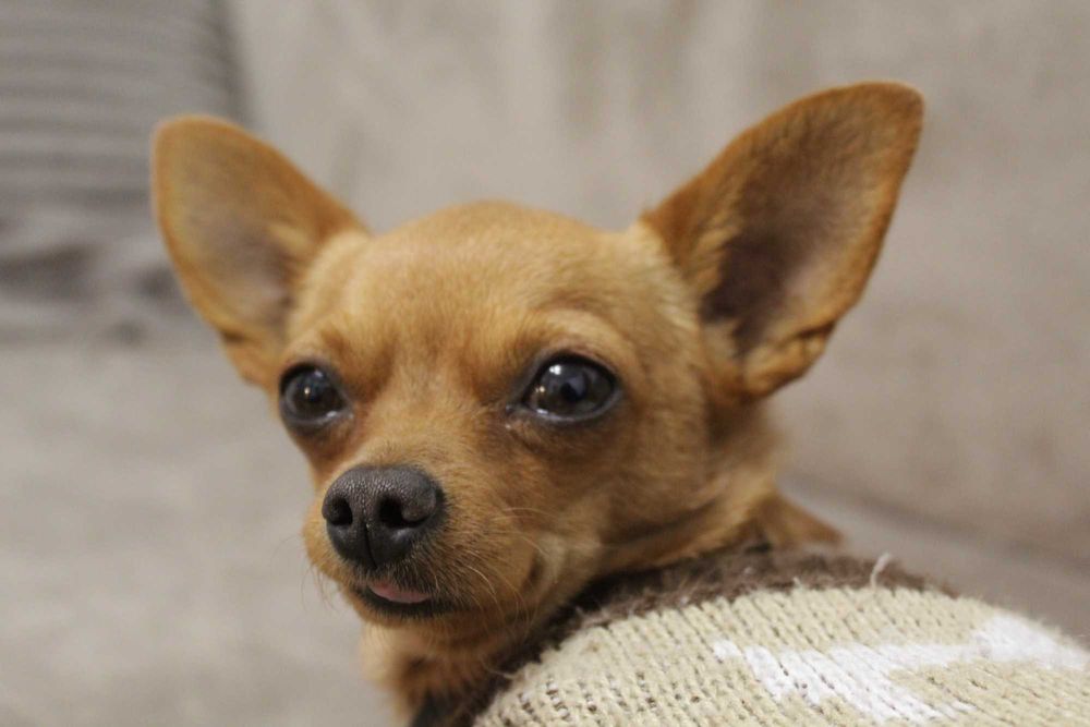 Подарявам пинчер на 4 години