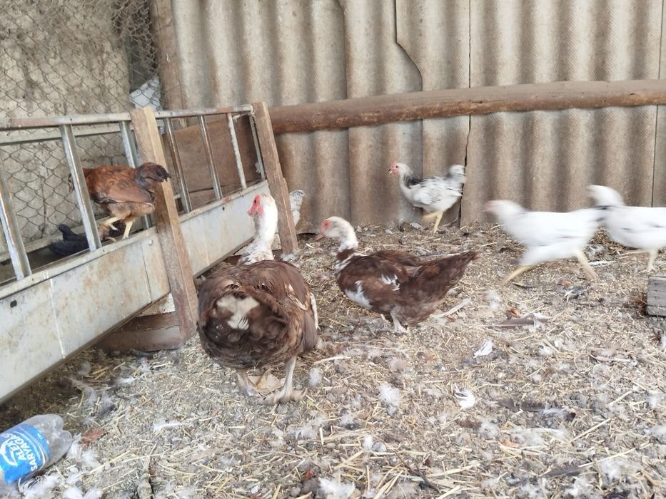 Үйрек балапандарымен бағасын келісеміз