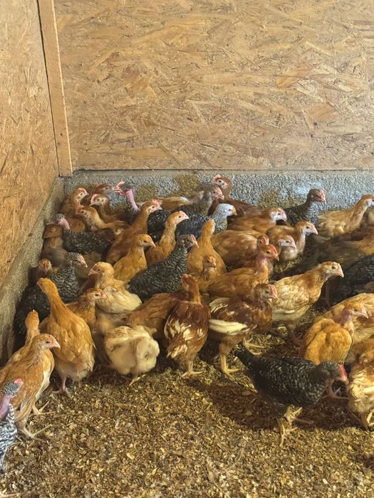 Pui de rasa mixta/Puicute ouatoare//Pui de carne