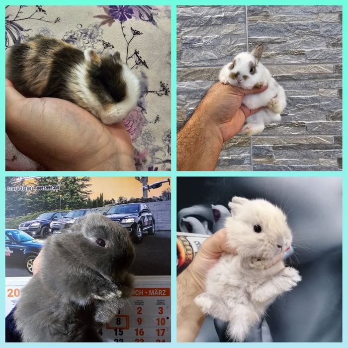 Мини зайци / Декоративни зайци от мини ферма