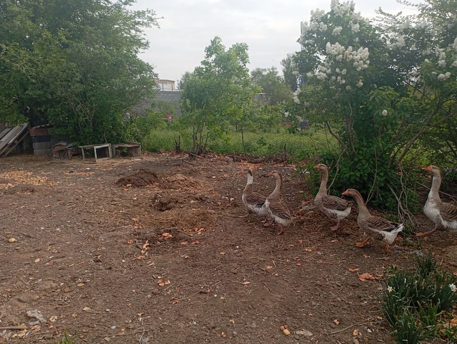 Продам Гусей Крупная серая