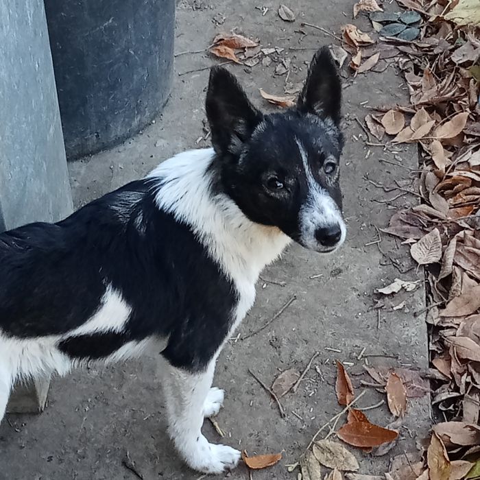 Кутята в добрые руки