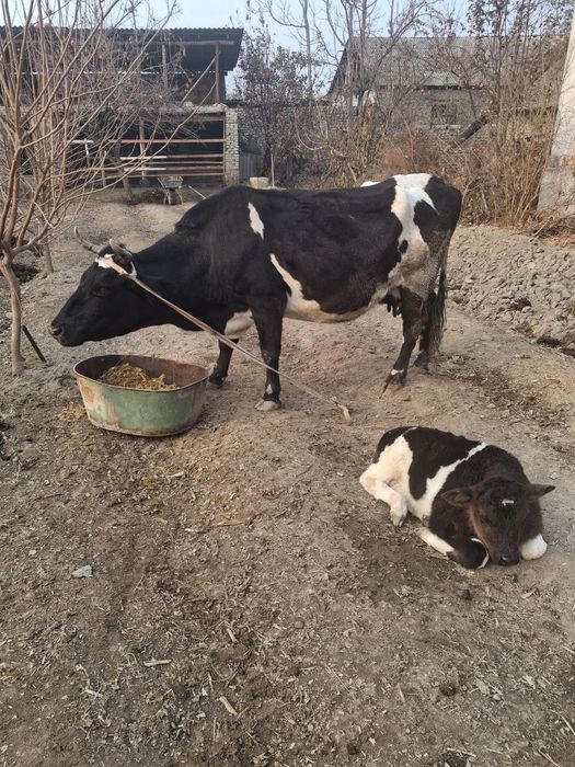 Sigir va buqacha sotiladi