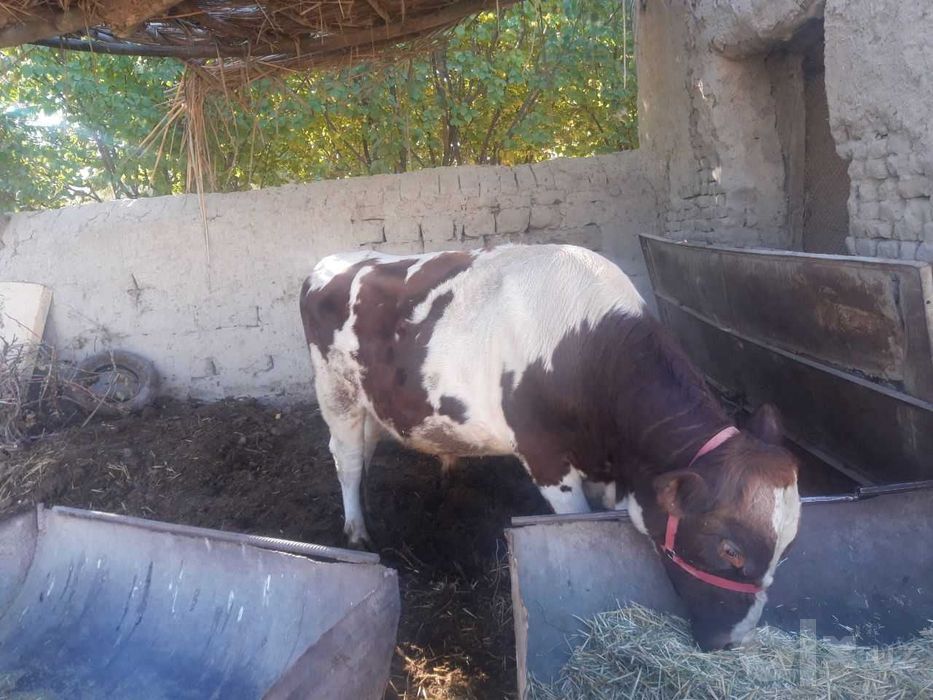 Buqa sotiladi patok