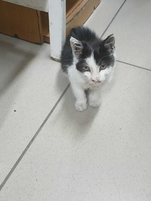 котенок ищет дом