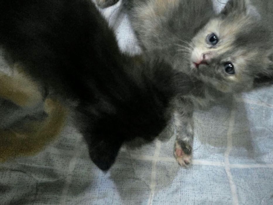 отдам котят и 2 кошек