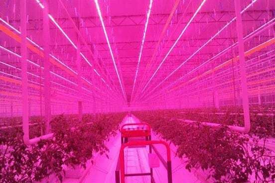 Фитолампа линейная 350Вт