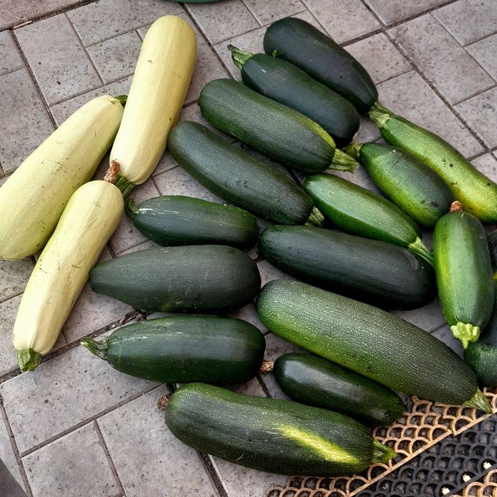 Кабачки дачные. Сортовые.