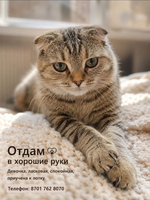 Отдам котят в хорошие руки