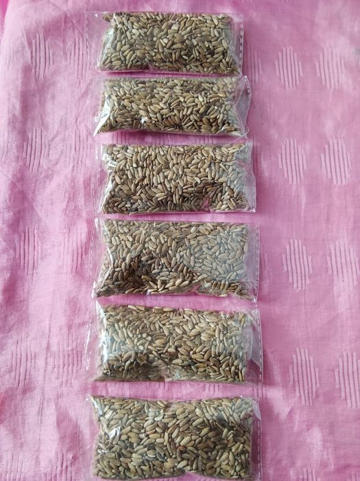 Расторопша ( семена ) Россия