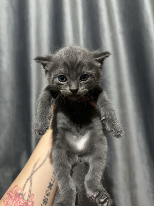 Ищем добрых хозяев для котят