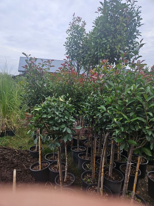 Artar japonez photinia maslin