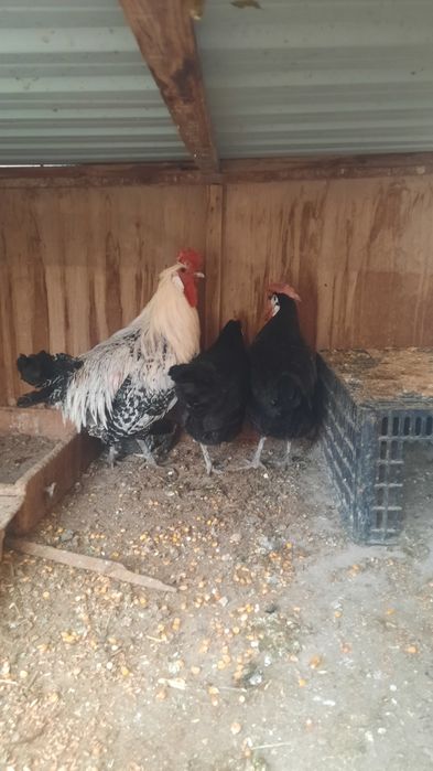 Xo'roz tovuqlar sotiladi xammasi sog'lom