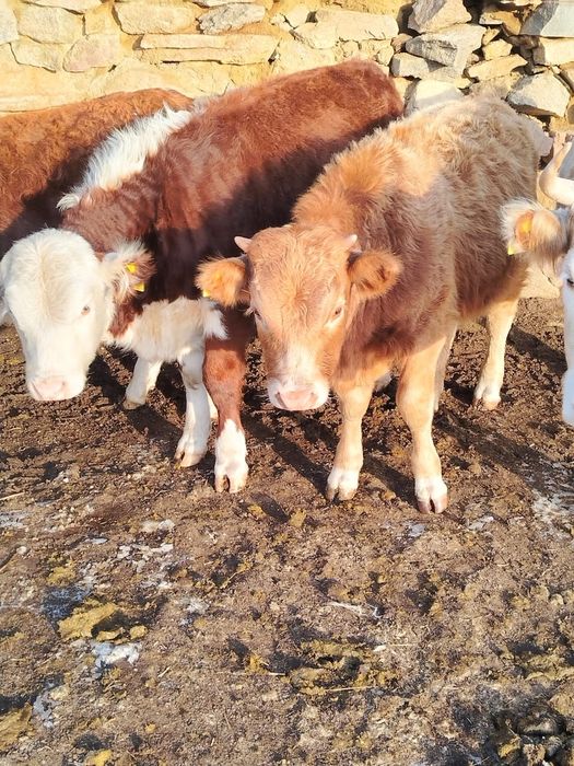 Продам  подсос бычки