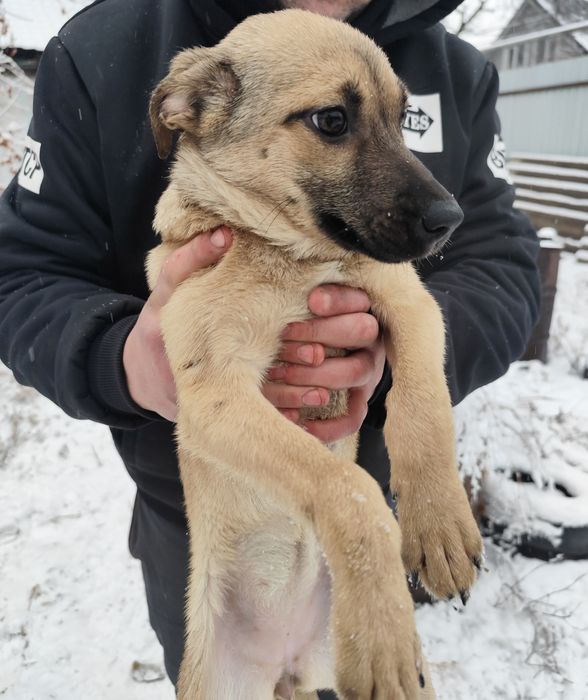 Щенок девочка 3 месяца ищет дом