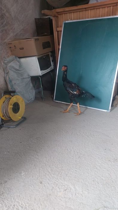 Шоже дакан кораздар