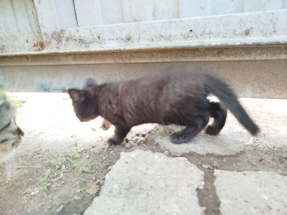 Котёнок ищет дом