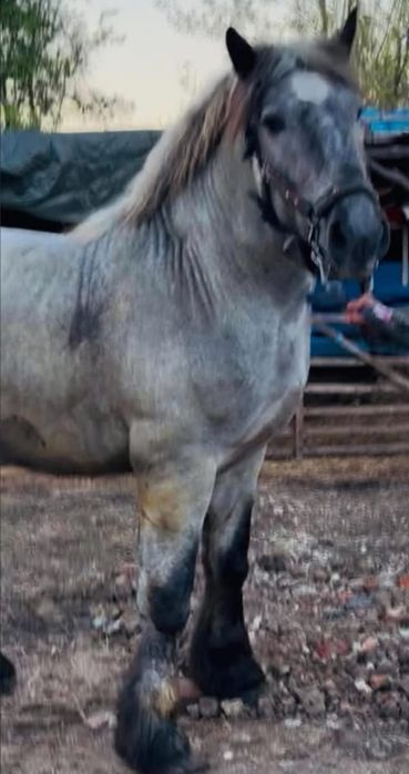 Vand manz de 2 ani Percheron pretul se discuta la telefon