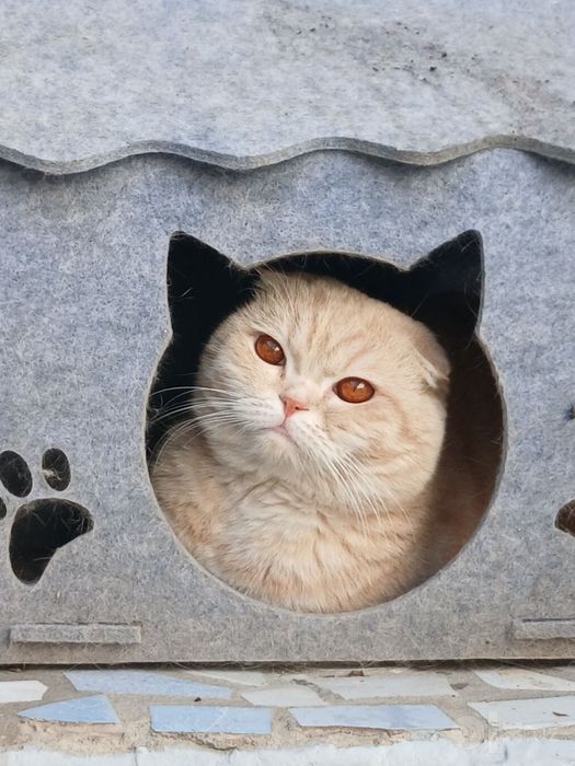 Shinshilla tabbi