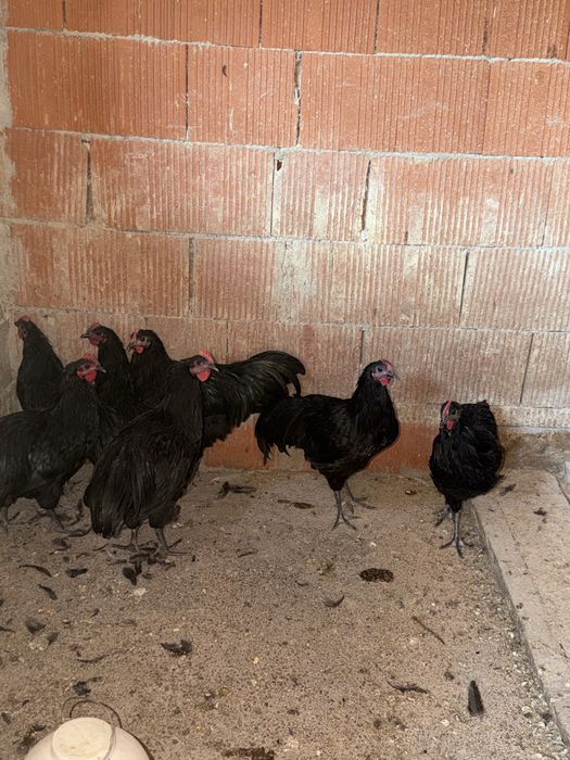 Cocoși australorp