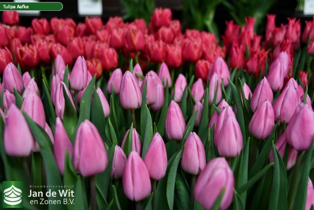 Голландские тюльпаны Оптом