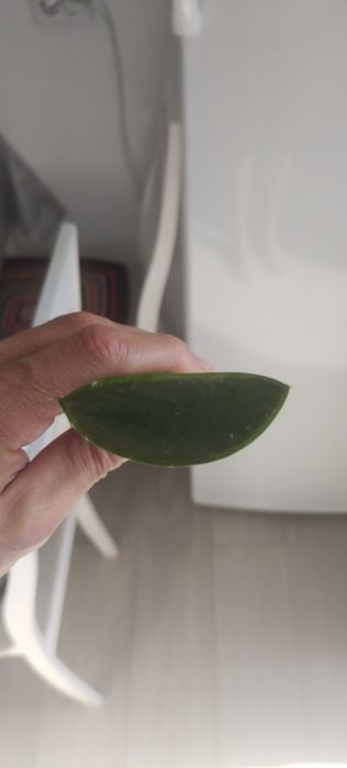Продам алое алое вера