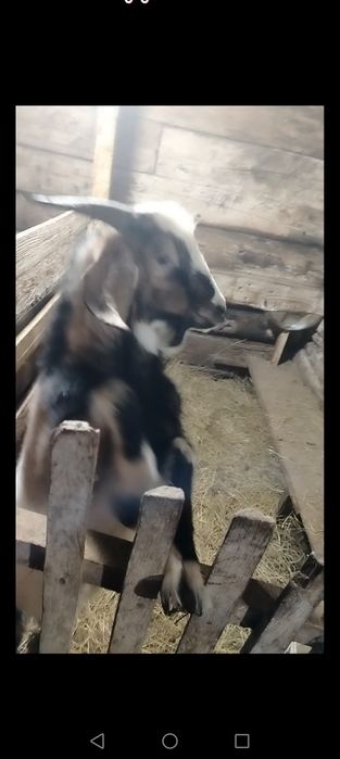 Продам альпо нубийского козла