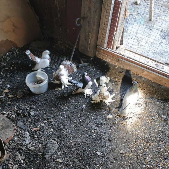 Продам голубей голубок разных