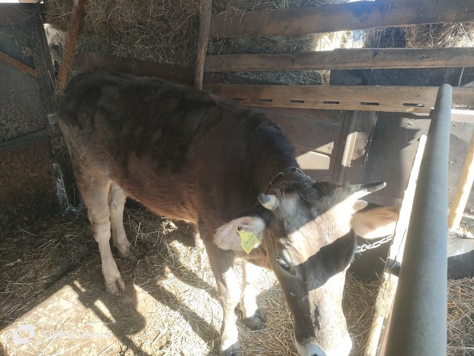 Продам тёлочку 2 г