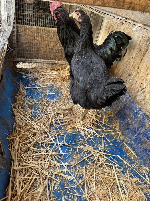 Tovuq sotiladi zoti Qora shahzoda