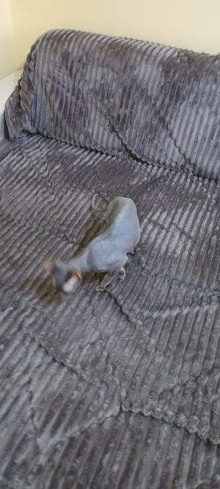 Срочно продаю сфинкса