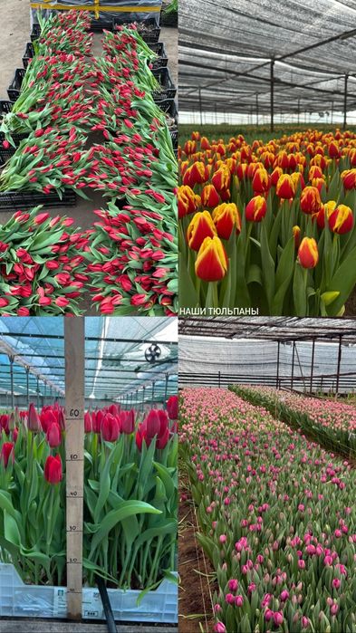 Свежие тюльпаны по выгодной цене