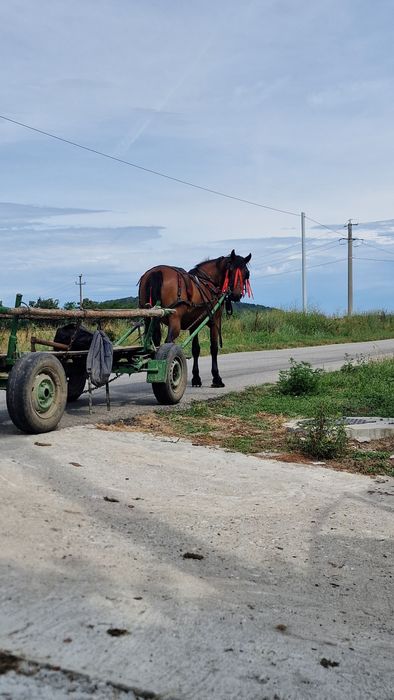 Vand cal de căruță cuminte